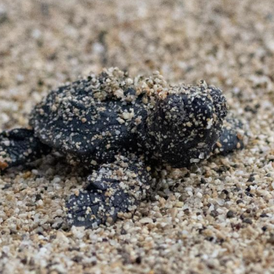 Bébé tortue caouanne avançant sur le sable