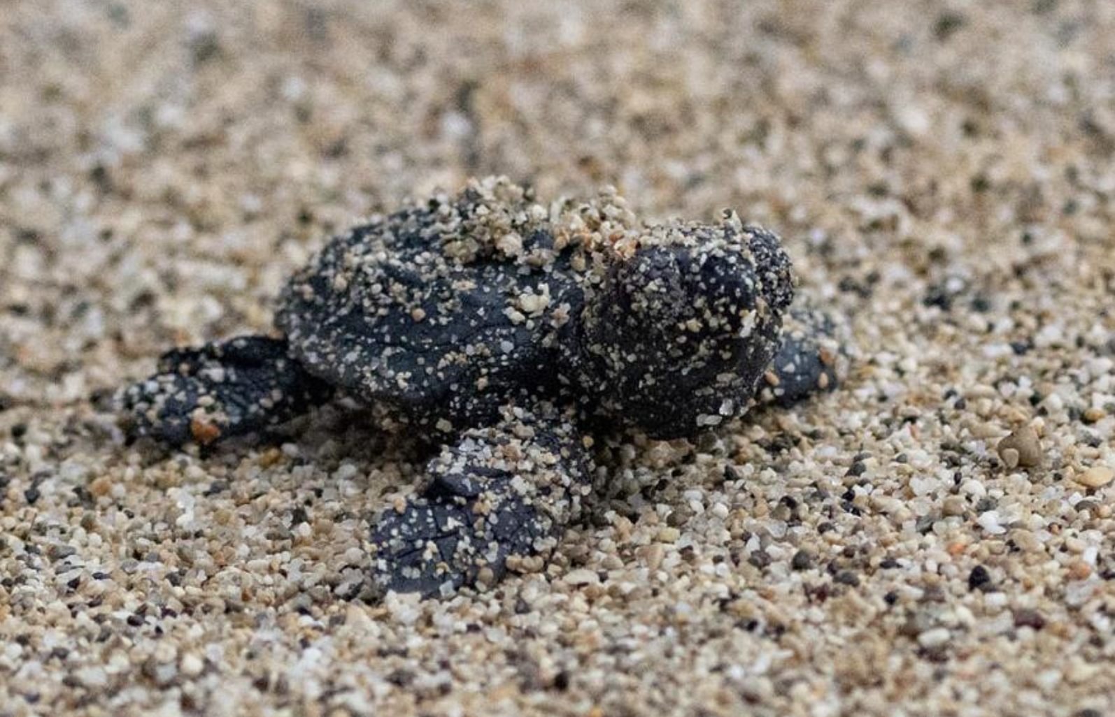 Bébé tortue caouanne avançant sur le sable